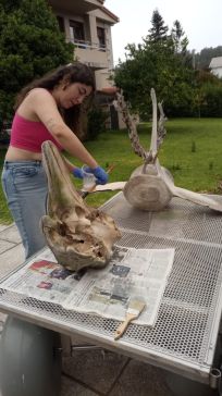 A exposición, Golfiños na proa, inaugúrase o mércores, 10 de setembro en Fisterra.