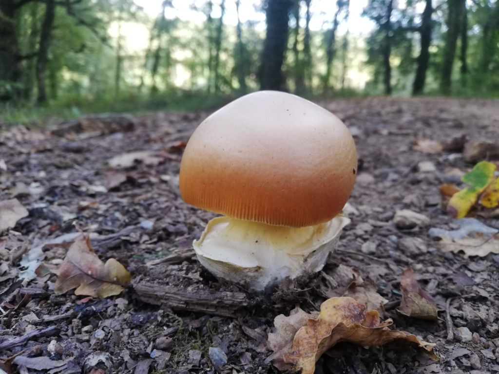 I Xornada Micolóxica no Pazo de Mariñán, inscricións ata o 24 de setembro