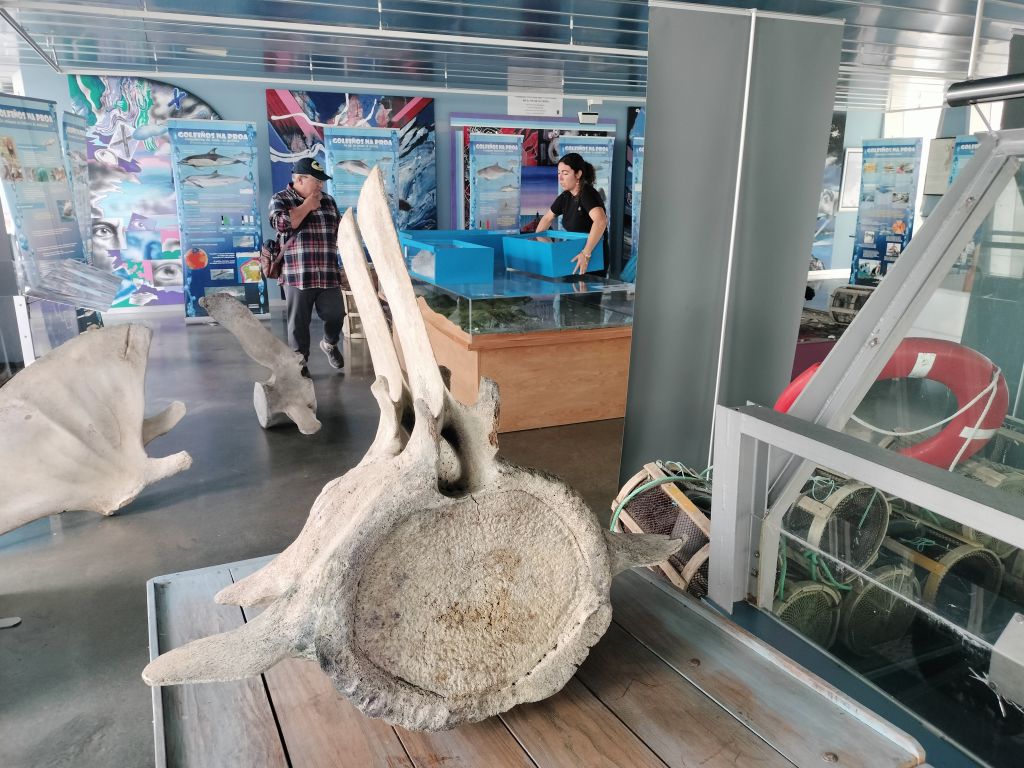 Inaugurada a exposición Golfiños na Proa na Lonxa de Fisterra