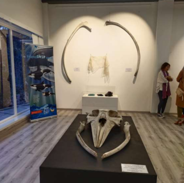 Exposición, golfiños á proa en catro vilas da provincia da Coruña