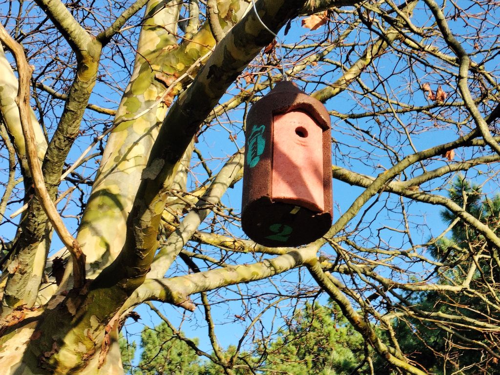 Instalación dunha rede de caixas refuxio para morcegos e caixas niño para aves insectívoras no piñeiral de Balarés