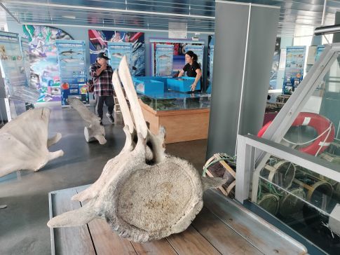 Inaugurada a exposición Golfiños na Proa na Lonxa de Fisterra