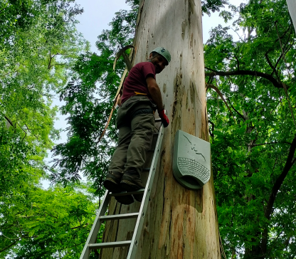 Instalada unha rede de caixas refuxio para morcegos no Pazo de Mariñán