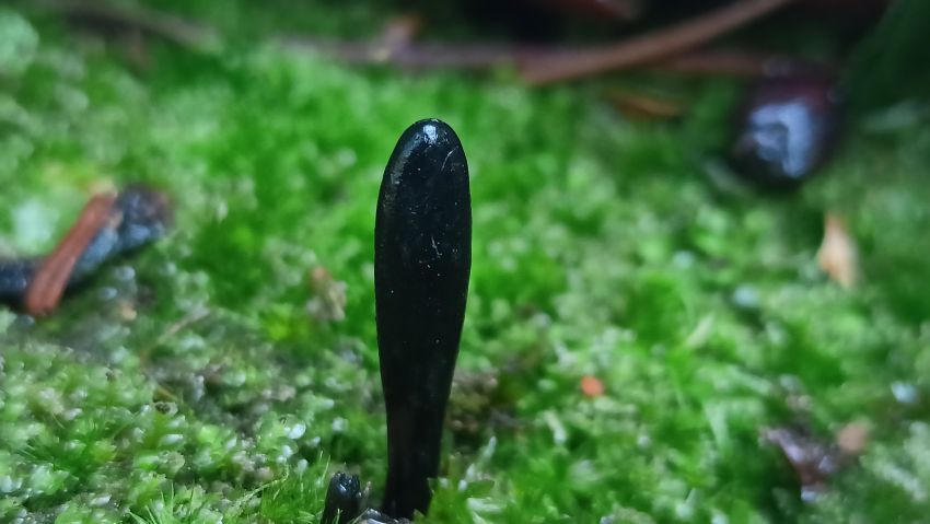 O estudo micolóxico promovido pola Deputación no Pazo de Mariñán arranca co descubrimento de dúas especies inéditas en Galicia